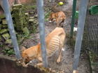 Dieren